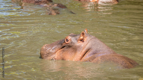 The common hippopotamus (Hippopotamus amphibius), Mara Naboisho Conservancy, Kenya.