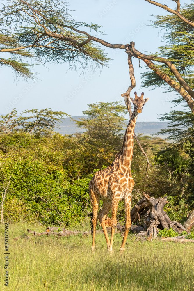 Φωτογραφία Male Masai giraffe (Giraffa tippelskirchi or Giraffa camelopardalis tippelskirchi) looking at the camera, Mara Naboisho Conservancy, Kenya
