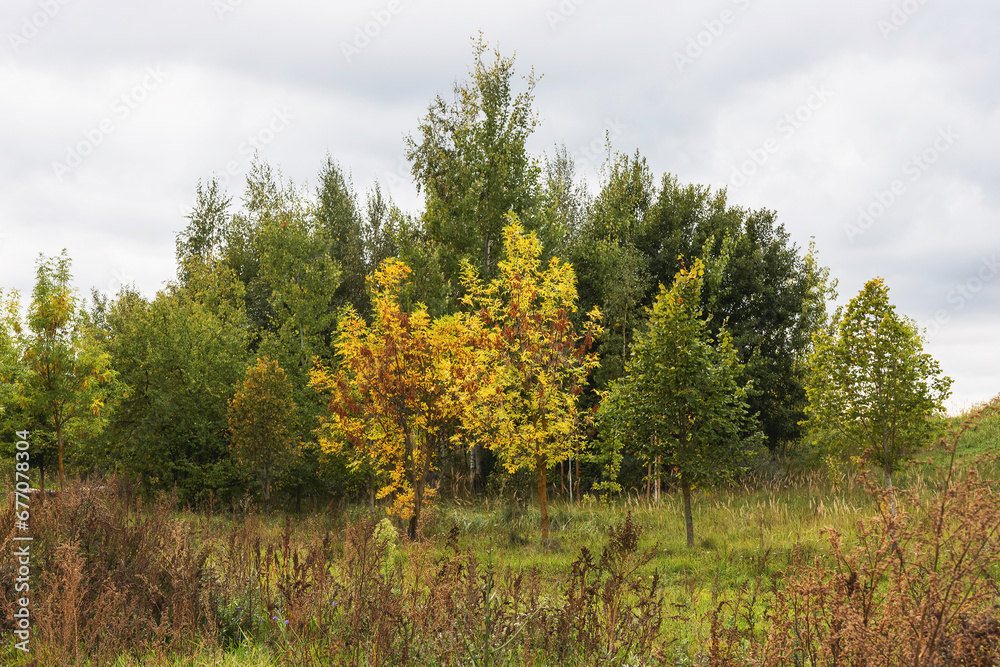 Autumn colors of trees and grass with sky background