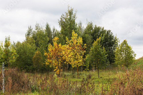 Autumn colors of trees and grass with sky background