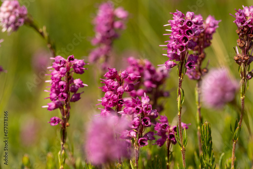 Spike Heath  Bruckenthalia spiculifolia  in natural habitat