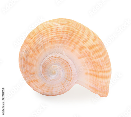 Beautiful seashell isolated on white. Beach object