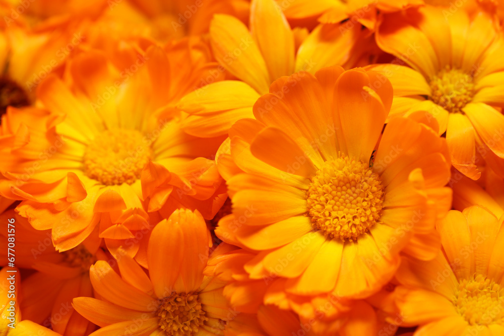 Beautiful fresh calendula flowers as background, closeup Beautiful fresh calendula flowers as background, closeup