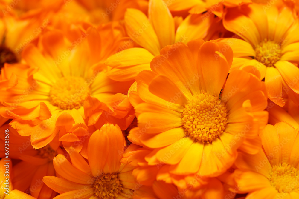 Beautiful fresh calendula flowers as background, closeup