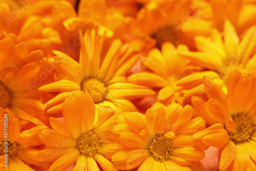 Beautiful fresh calendula flowers as background  closeup