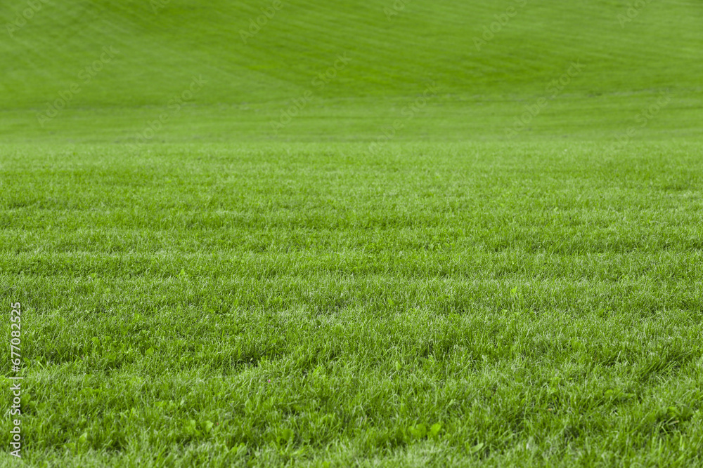 Fototapeta premium Beautiful lawn with bright green grass outdoors
