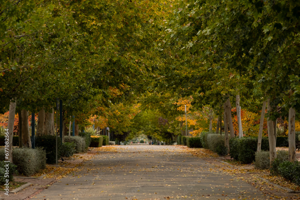 Autumn landscape on an empty street