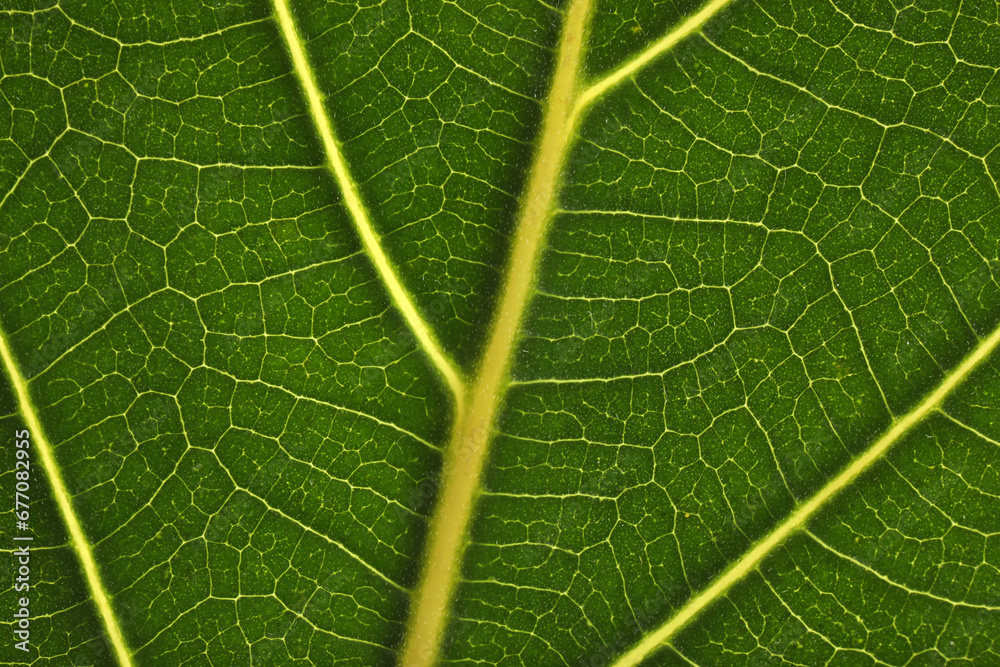 Texture of green leaf as background, macro photo Texture of green leaf as background, macro photo