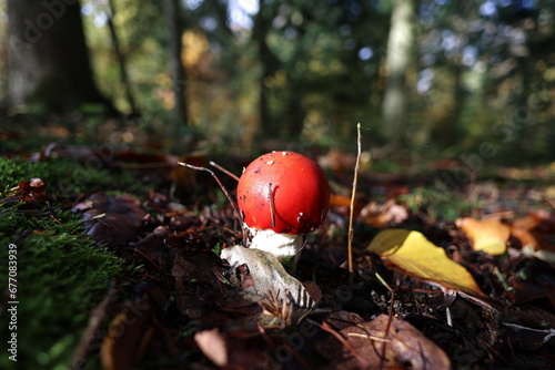 Fly agarics in autumn forest
