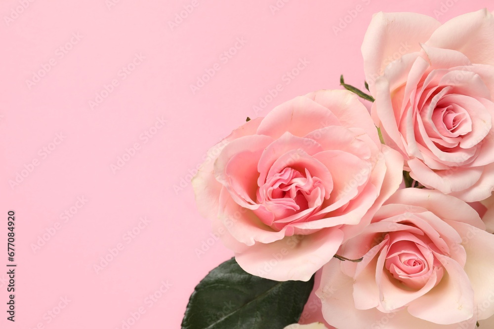 Beautiful roses on pink background, top view. Space for text Beautiful roses on pink background, top view. Space for text