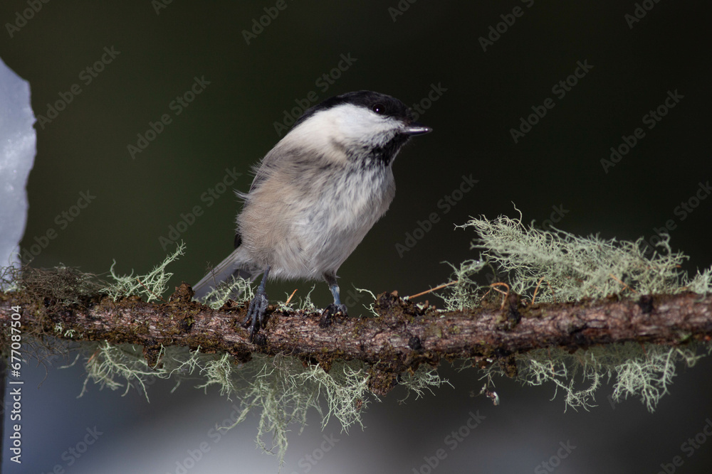 Fototapeta premium Bird in the wilderness.