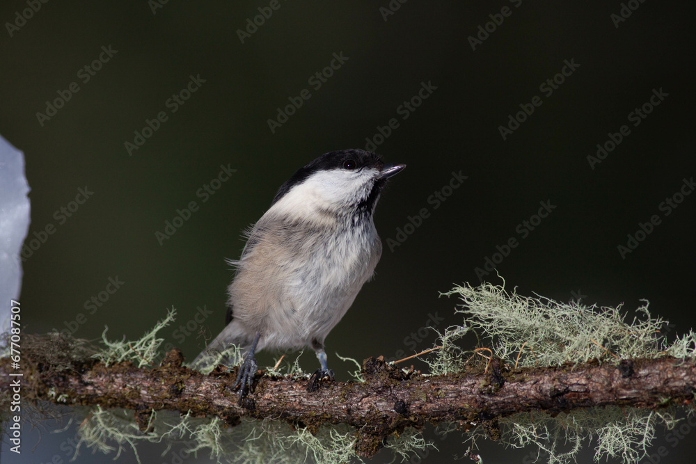 Obraz premium Bird in the wilderness.