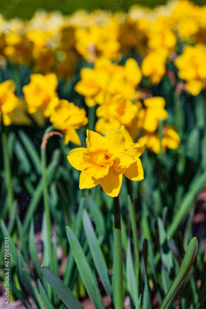 spring flowers in the garden spring flowers in the garden