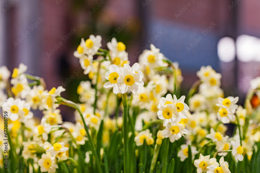 Fototapeta premium spring flowers in the garden