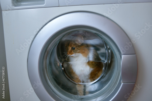 Obraz na płótnie A tricolor cat in a washing machine. Cute image of a pet cat in a white washing machine purring. w salonie