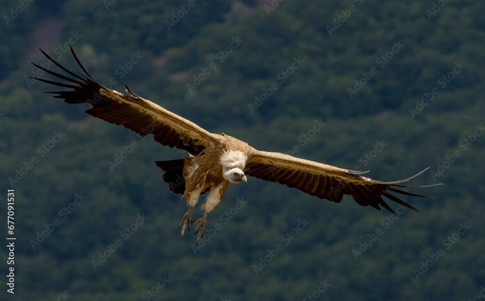 Griffon Vulture (Gyps fulvus) on feeding station Griffon Vulture (Gyps fulvus) on feeding station