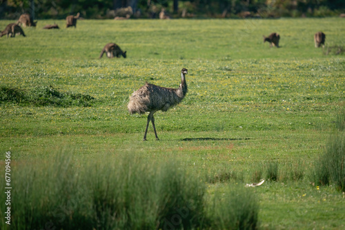 Emu with kangaroos in the background