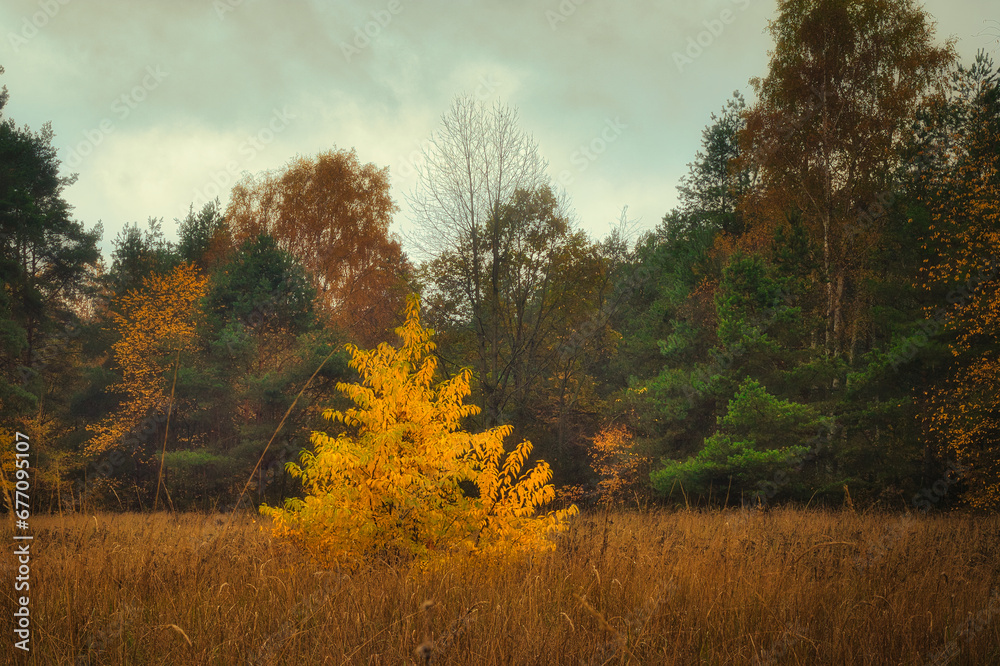 Wald - Sonnenstrahlen - Beautiful - Rays - Sunlight - Forest - Green - Silent - Summer - Morning - Landscape - Scenic - Woodland - Nature - Concept - Ecology - Environment - Autumn Wald - Sonnenstrahlen - Beautiful - Rays - Sunlight - Forest - Green - Silent - Summer - Morning - Landscape - Scenic - Woodland - Nature - Concept - Ecology - Environment - Autumn