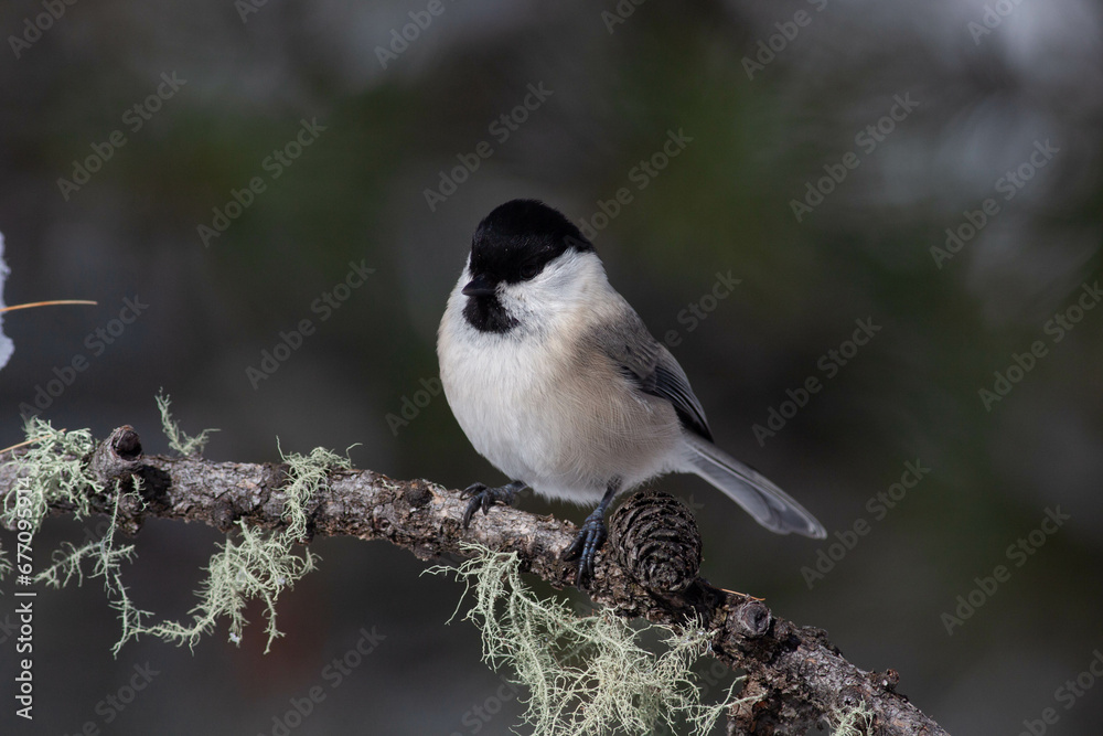 Bird in the wilderness. Bird in the wilderness.