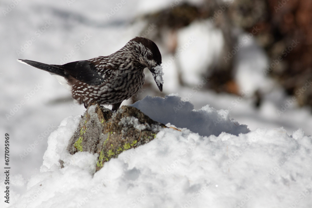 Obraz premium Bird in the wilderness.