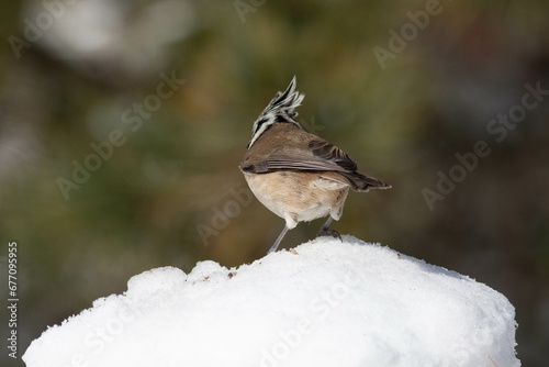 Bird in the wilderness.