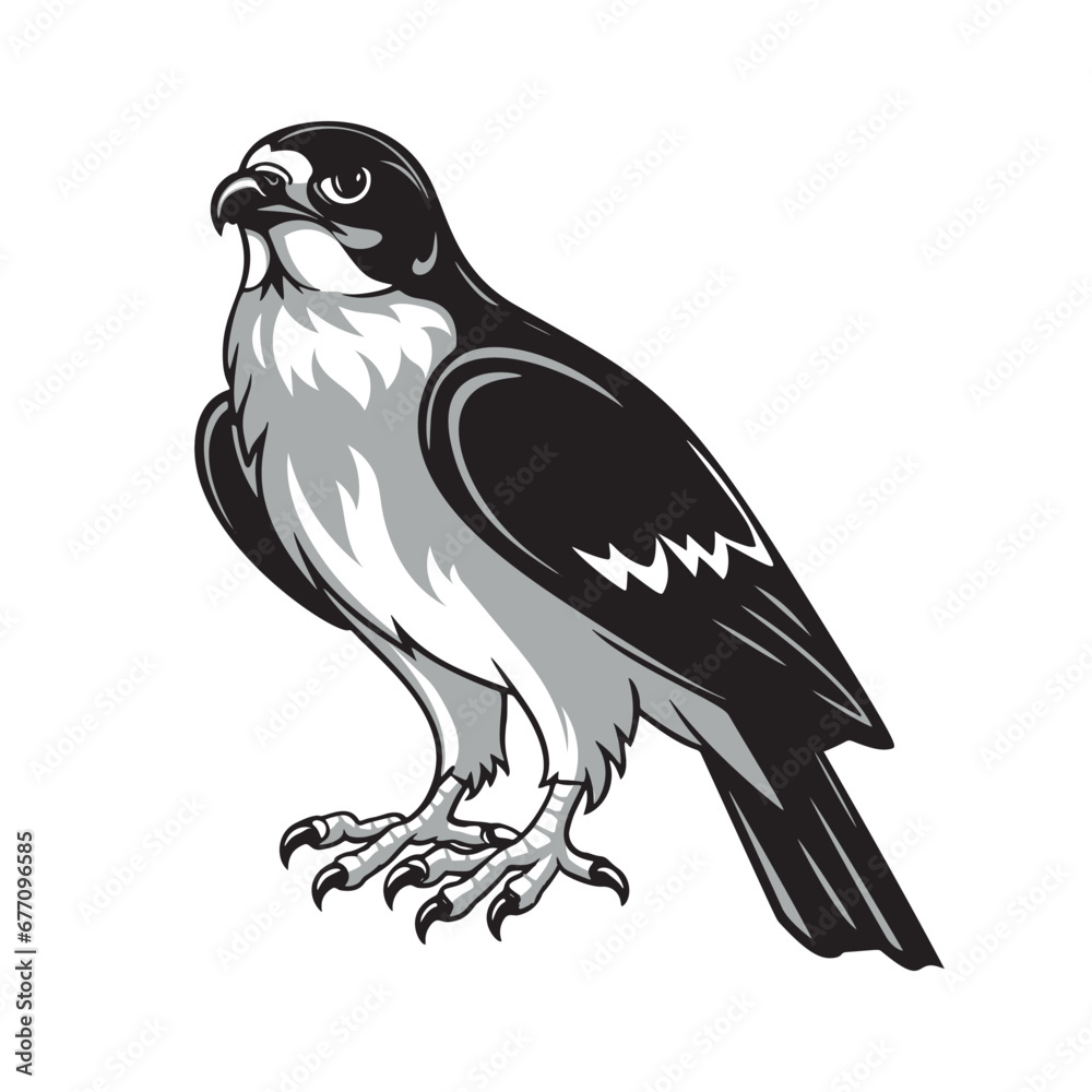 Fototapeta premium Vector illustration of a falcon on a white background