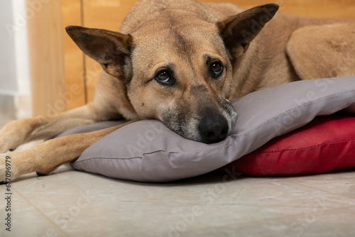 Foto Sad and sleepy dog