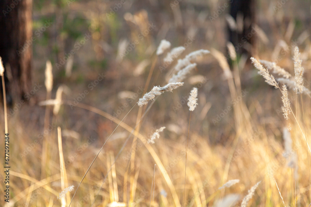 Fototapeta premium Dry grass on a sunlit clearing against the background of a blurred autumn forest.