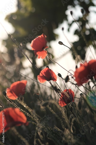 Rote Mohnblumen in der Sonne