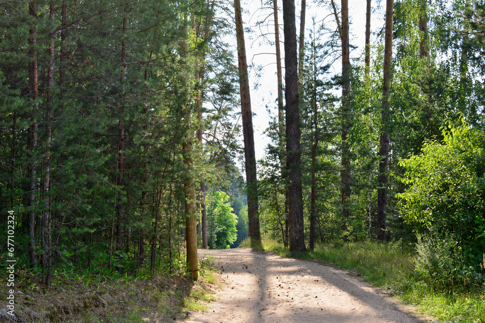 footpath in the pine forest with sunlight through tree trunks footpath in the pine forest with sunlight through tree trunks