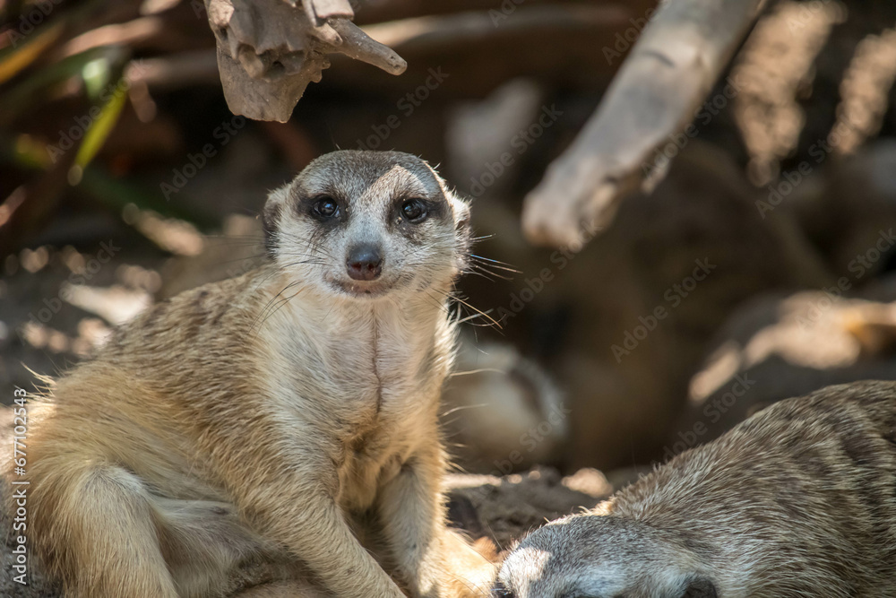 Fototapeta premium The meerkat (Suricata suricatta) or suricate is a small mongoose found in southern Africa
