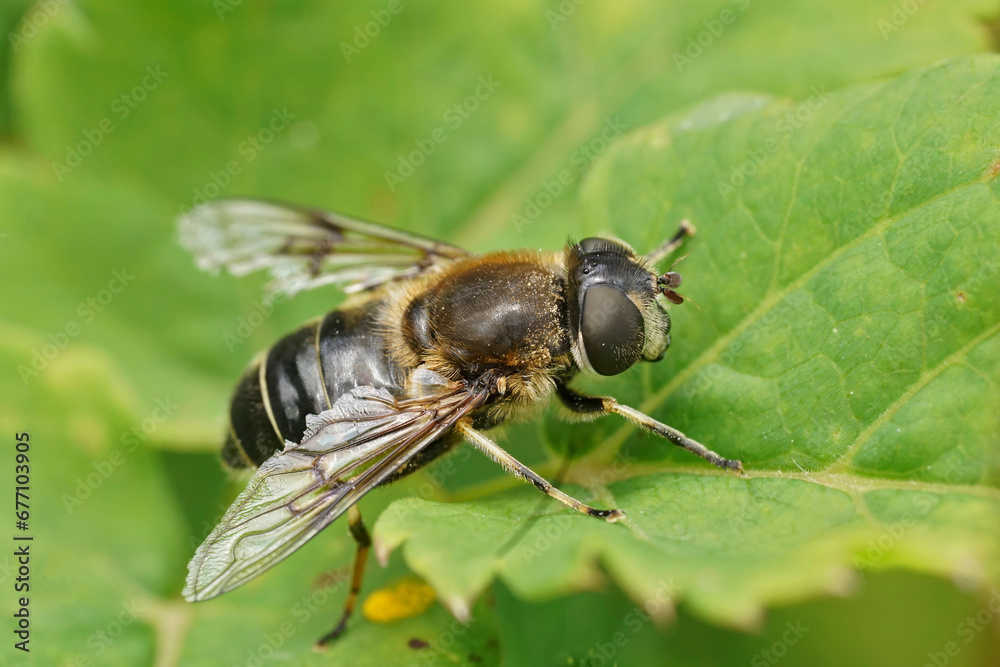 Closeup on a Spring Drone Fly, Eristalis picea sitting on a green leaf in the Austrian alps Closeup on a Spring Drone Fly, Eristalis picea sitting on a green leaf in the Austrian alps