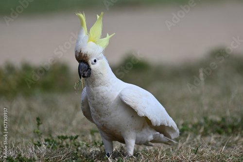 Sulphur-crested Cockatoo, its crest upright, as it holds grass in its beak while standing in a park