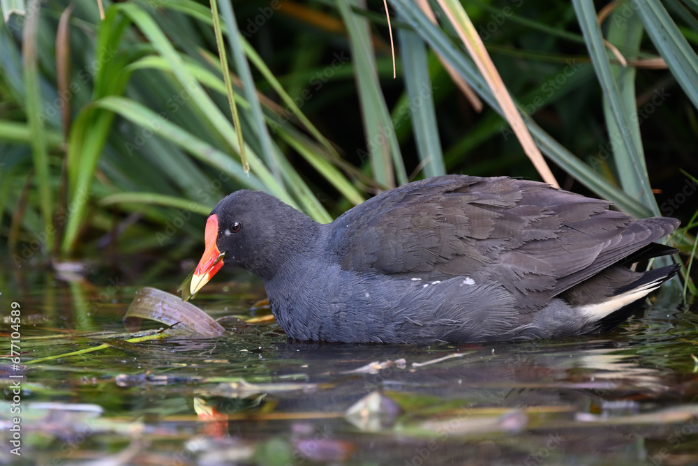 Side view of a dusky moorhen swimming in a wetland as it eats a piece of plant life Side view of a dusky moorhen swimming in a wetland as it eats a piece of plant life