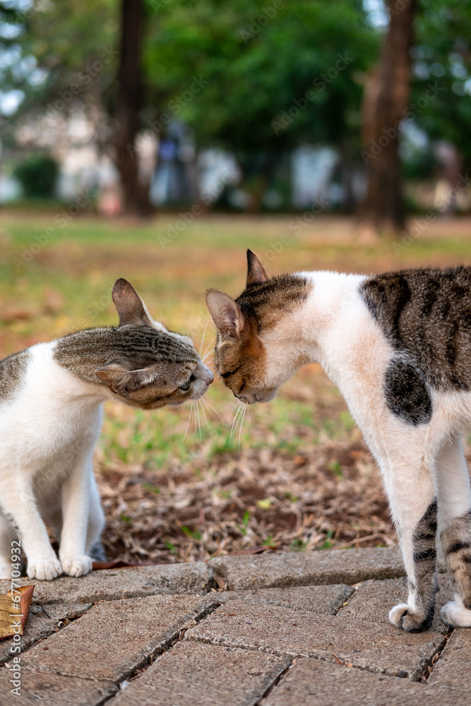 Wild cats are in a position to defend each other's territory Wild cats are in a position to defend each other's territory