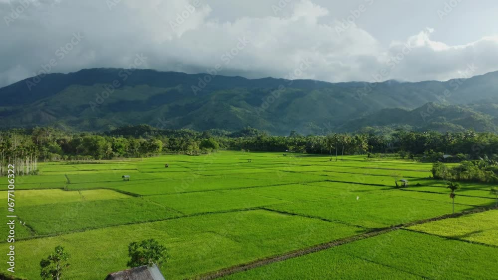 The drone moves forward, showing an aerial view of green rice fields ...