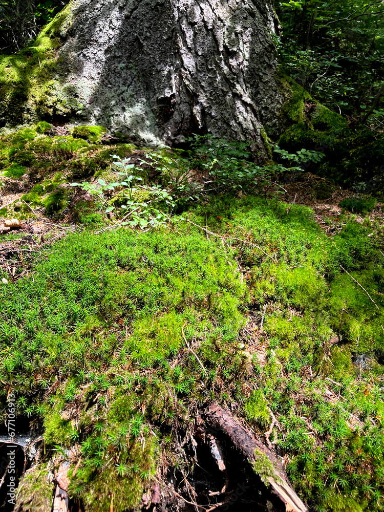 Green moss in the forest (photo from IPhone) Green moss in the forest (photo from IPhone)
