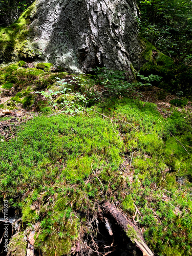 Green moss in the forest (photo from IPhone)