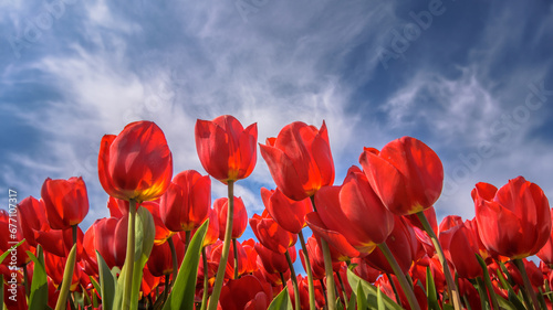 red tulips against blue sky, low angle view © Patrick Herzberg