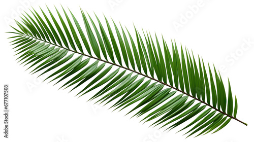 Tropical green palm leaf cut out