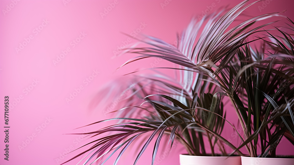 Palm leaves on the pink wall. Minimal background for product presentation with empty space. Spring or summer. Palm leaves on the pink wall. Minimal background for product presentation with empty space. Spring or summer.