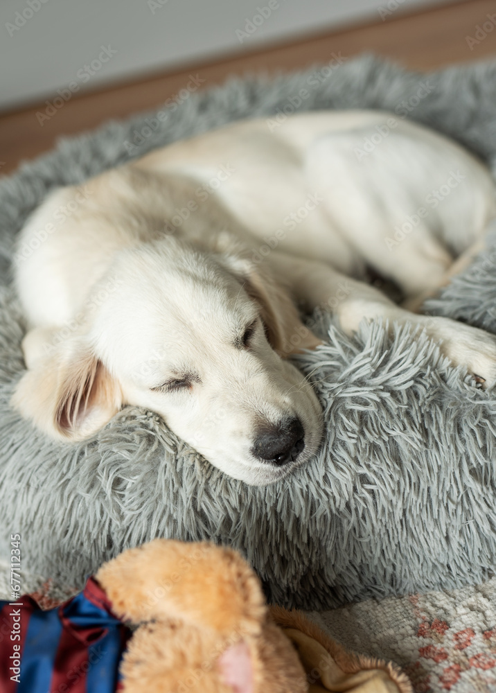 A puppy of a golden retriever is resting in a dog bed.