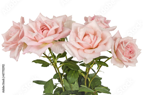 Bouquet from flower pink roses, isolated on white background