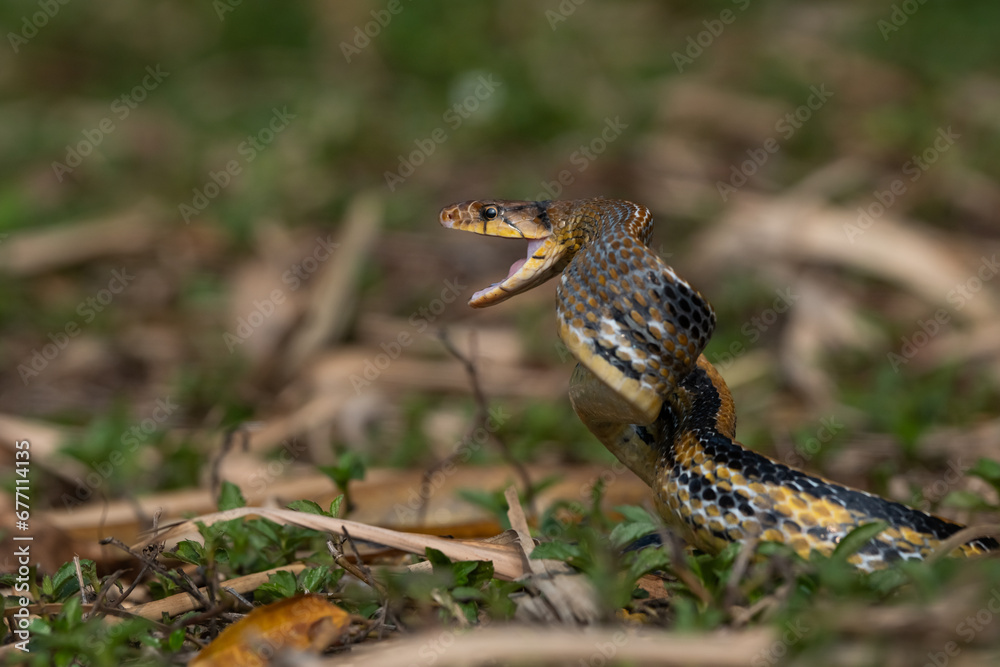 Fototapeta premium Aggressive radiated ratsnake coelognathus radiata, posing defensive and opening its mouth, natural bokeh background 