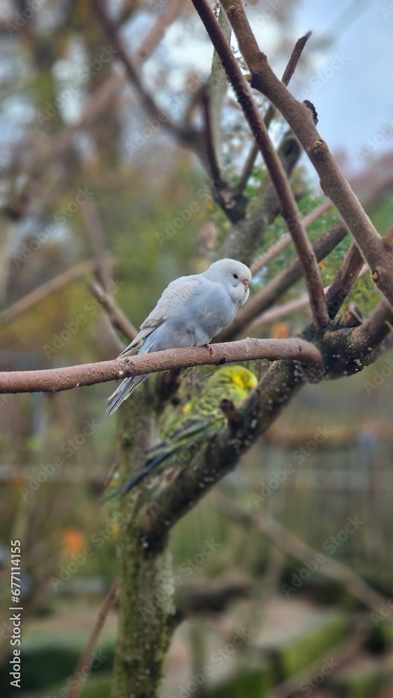 Fototapeta premium Singvogel