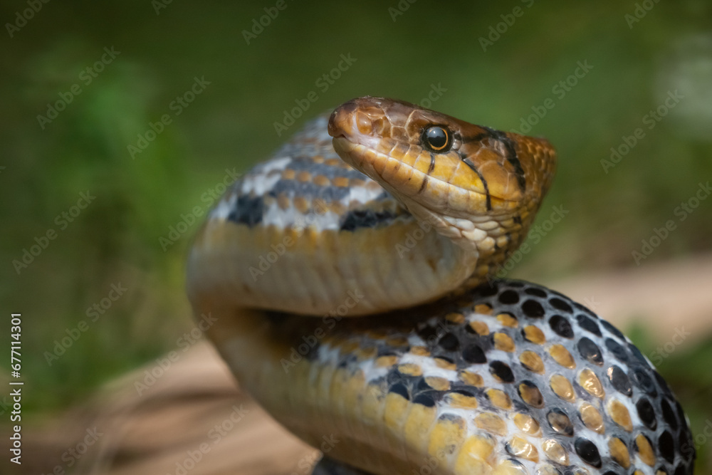 Obraz premium Aggressive radiated ratsnake coelognathus radiata, posing defensive and opening its mouth, natural bokeh background 