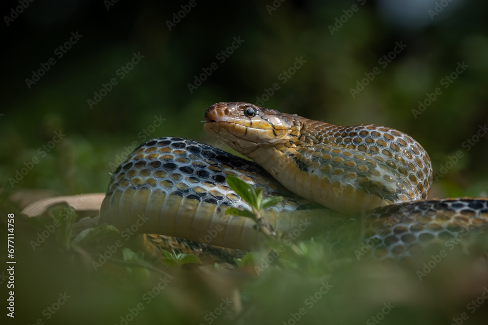 Fototapeta premium Aggressive radiated ratsnake coelognathus radiata, posing defensive and opening its mouth, natural bokeh background 