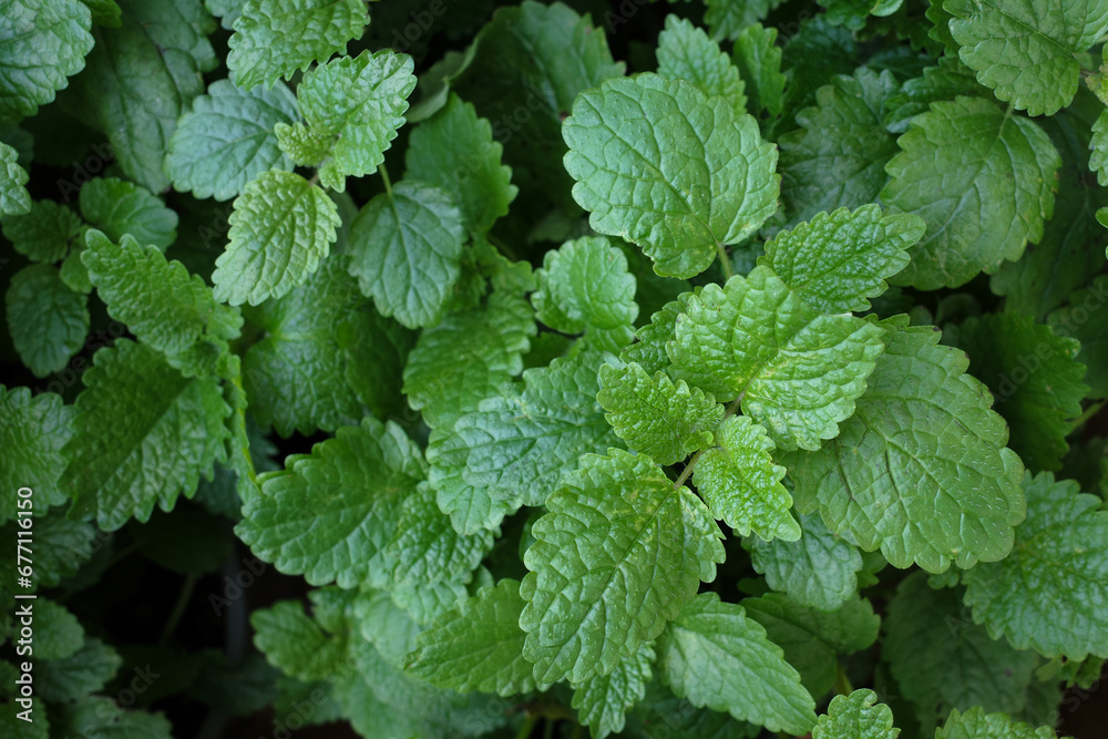Green Mint Plant Grow Background closeup.Mint leaf. Green Mint Plant Grow Background closeup.Mint leaf.