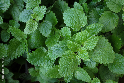Green Mint Plant Grow Background closeup.Mint leaf.
