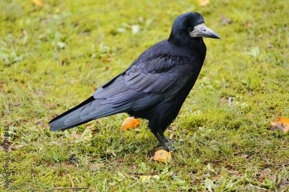 Fototapeta premium Portrait of a rook, (Corvus frugilegus) family Corvidae, Hanover, Germany. 